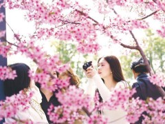 香港游客点赞湖北：樱花绚烂科技新，鄂港文旅合作共绘春日新画卷